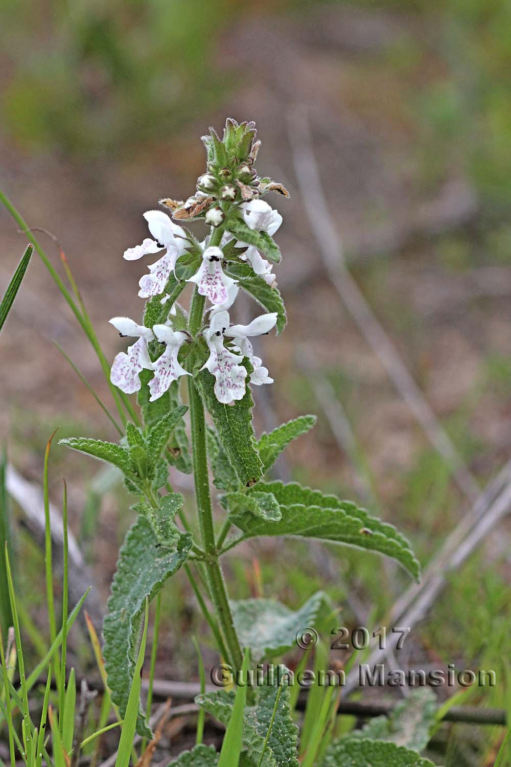 Stachys aethiopica