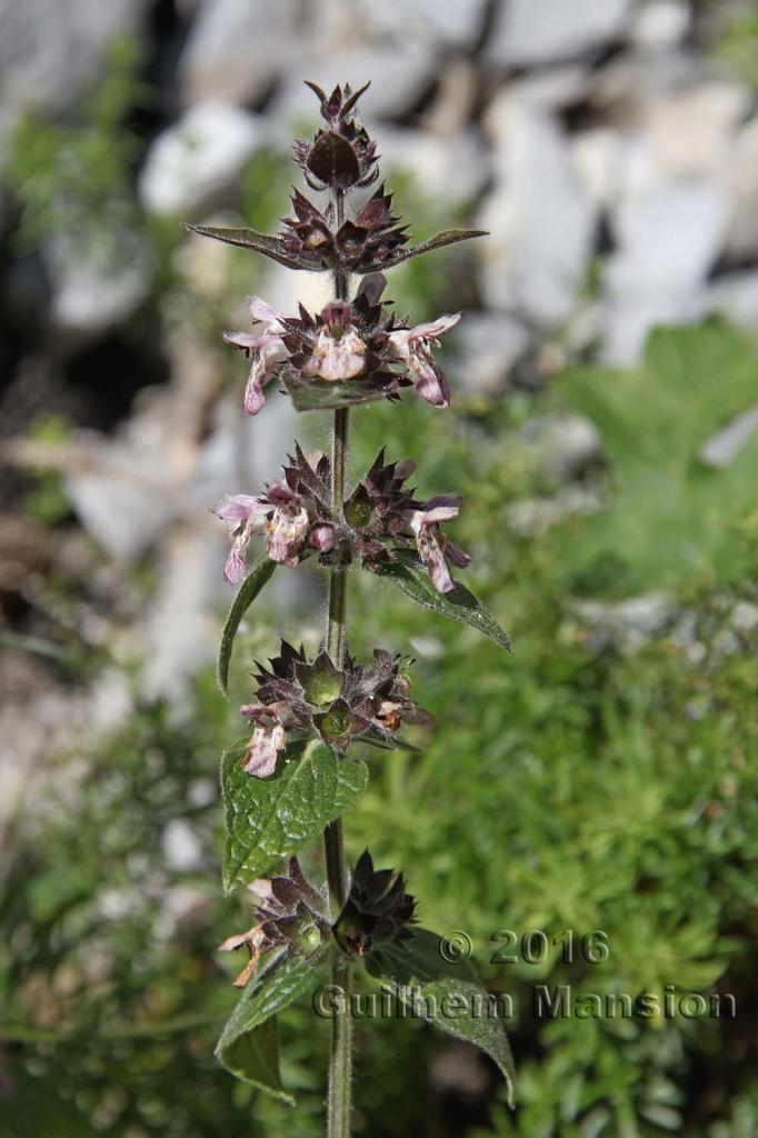 Stachys alpina