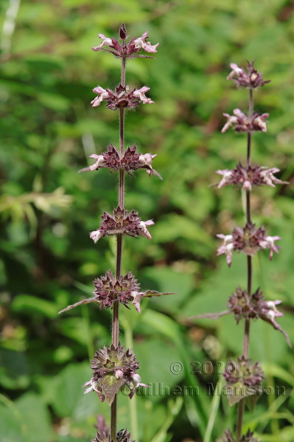 Stachys alpina