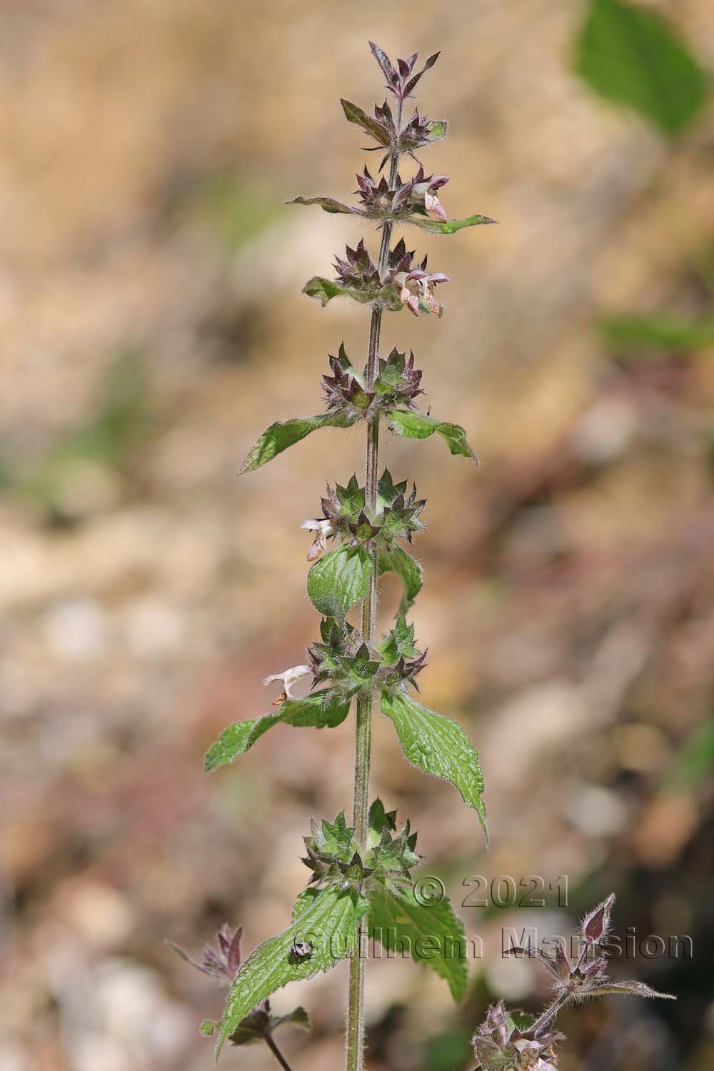 Stachys alpina