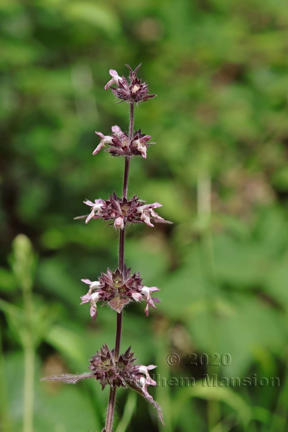 Stachys alpina