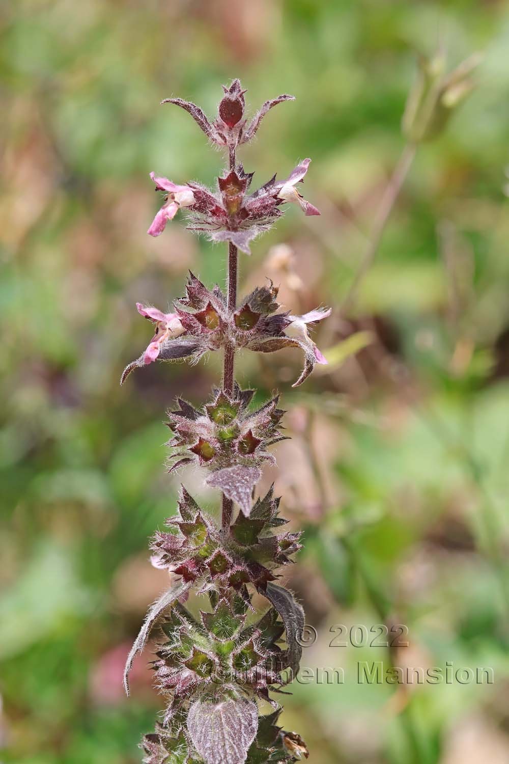 Stachys alpina