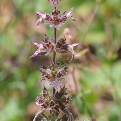 Stachys alpina