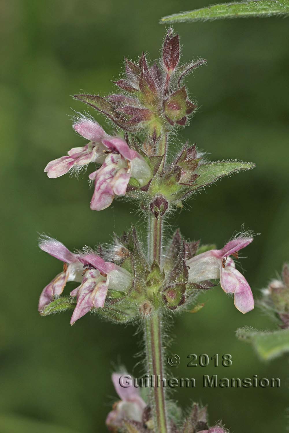 Stachys alpina