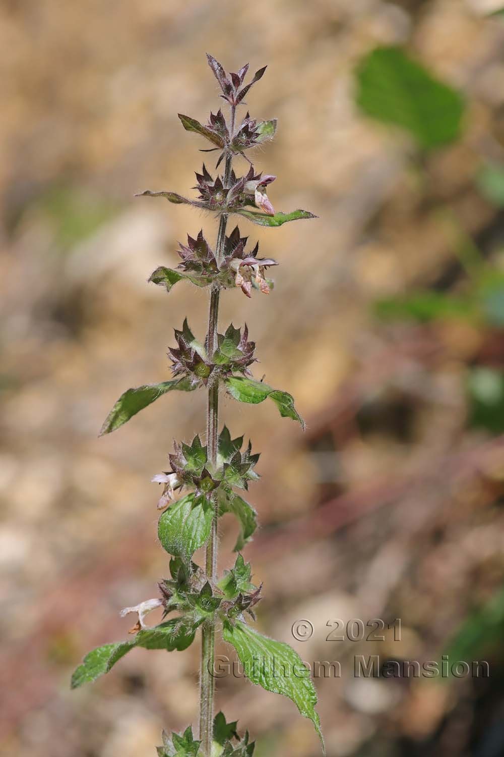 Stachys alpina