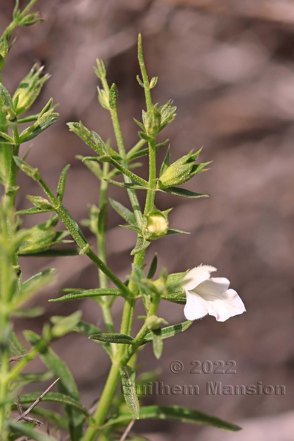 Stachys glutinosa