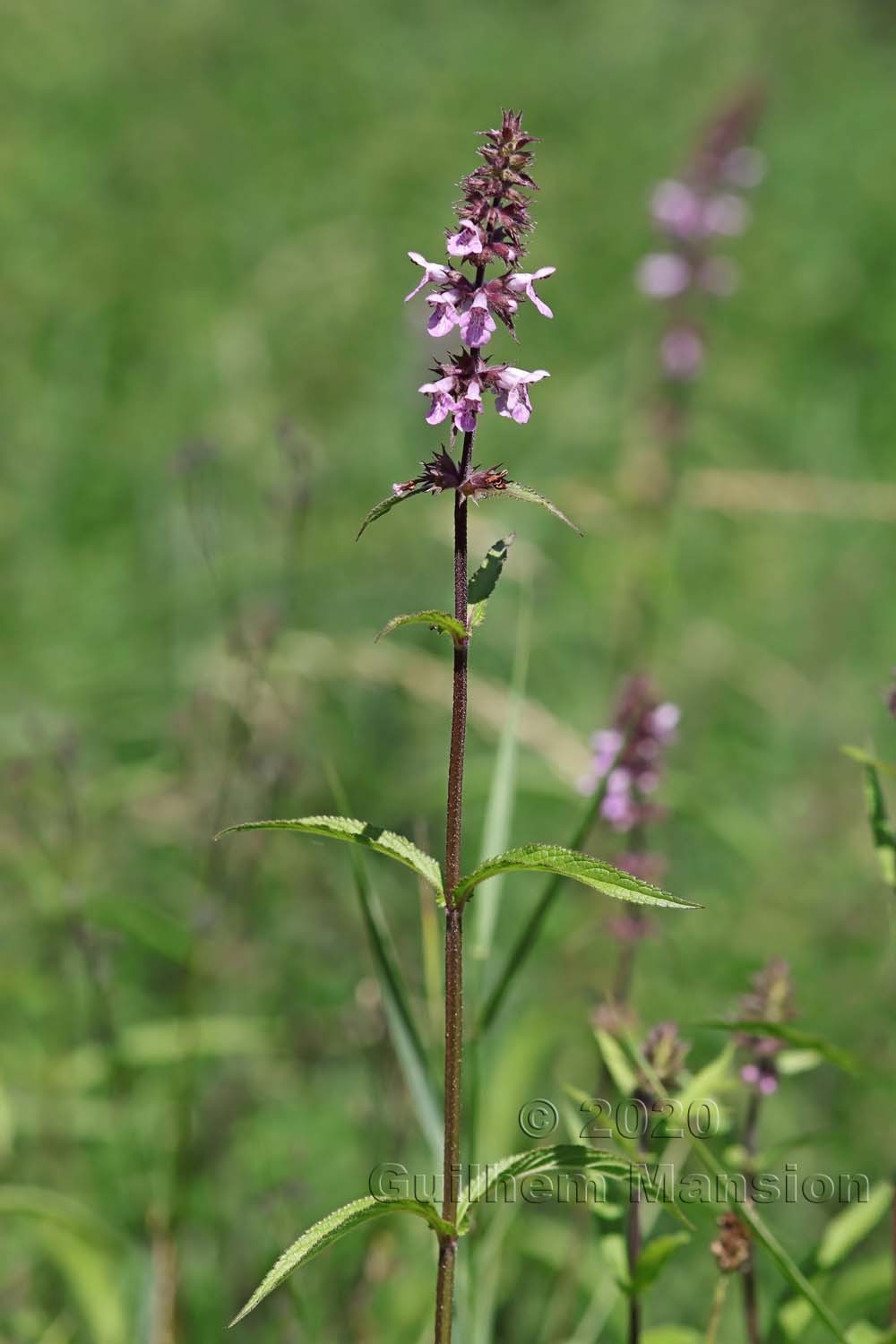 Stachys palustris