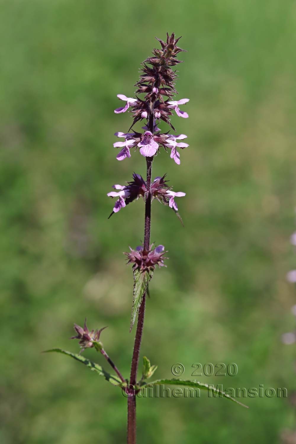 Stachys palustris