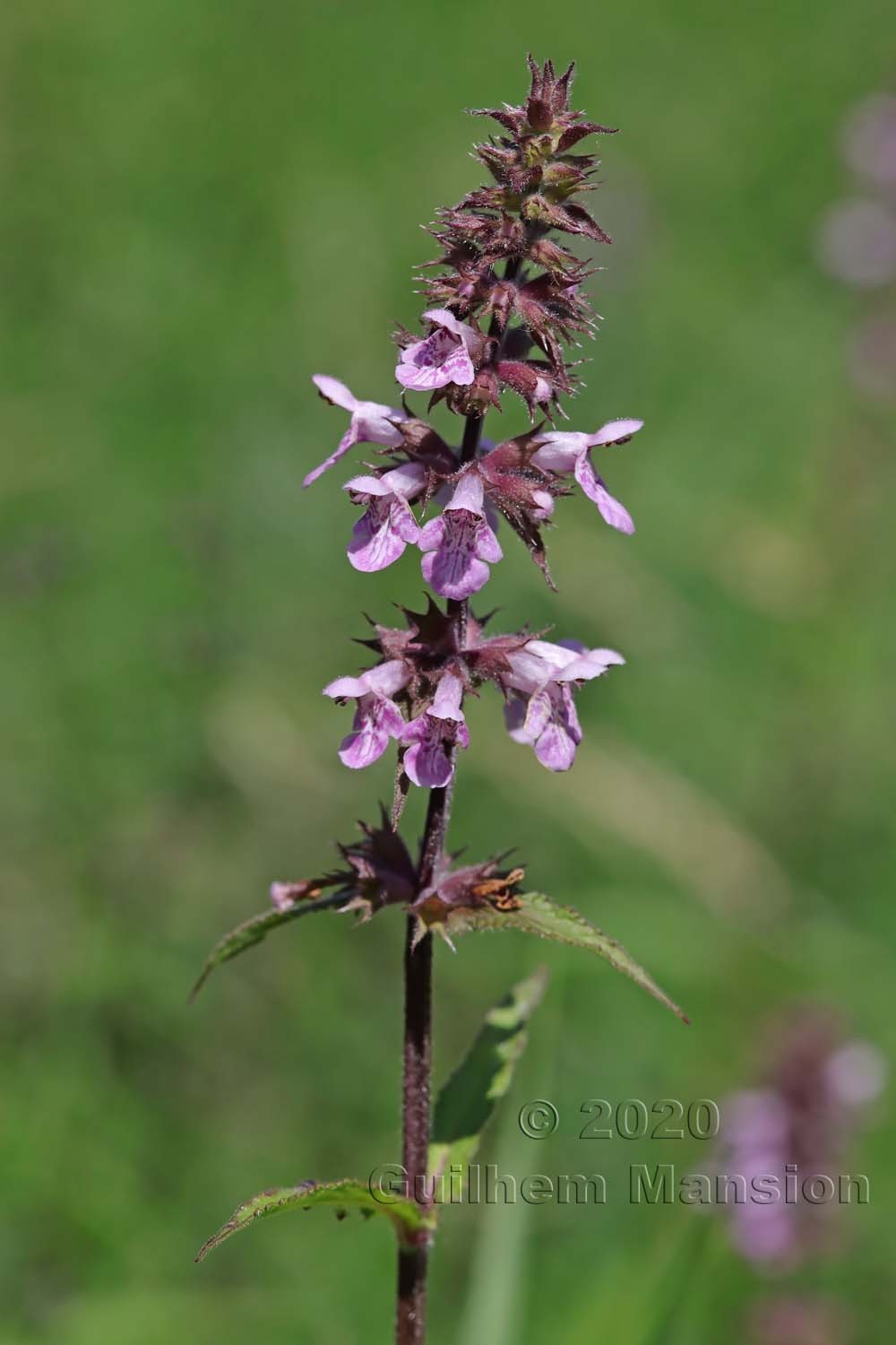 Stachys palustris