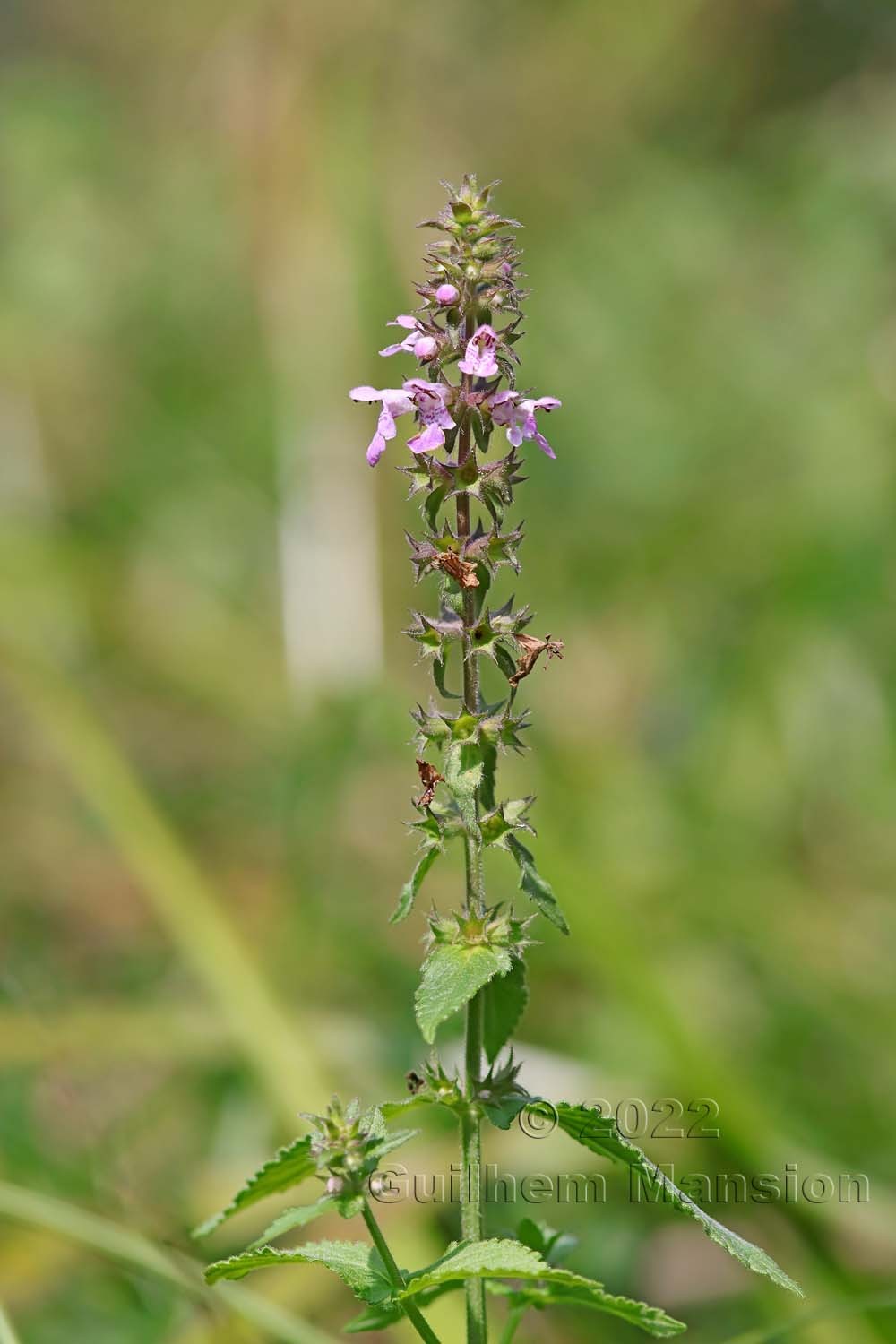 Stachys palustris