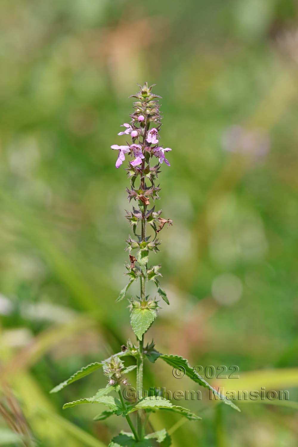 Stachys palustris