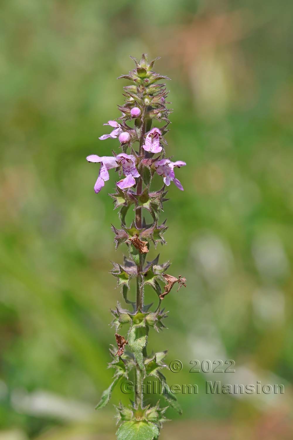 Stachys palustris