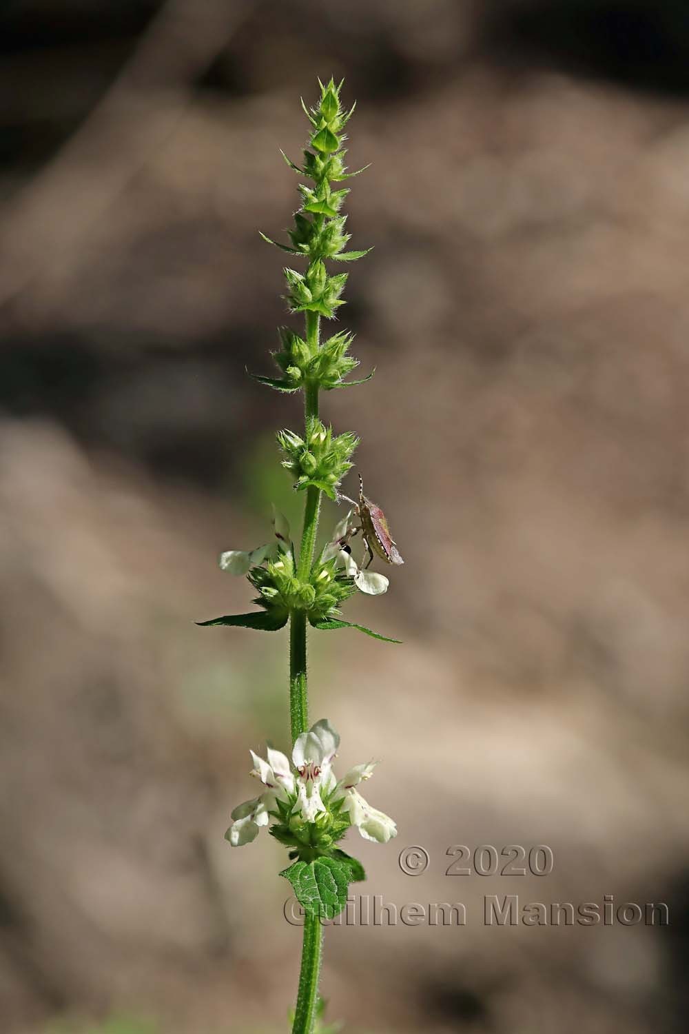 Stachys recta