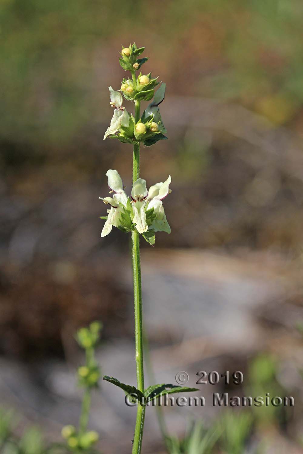 Stachys recta