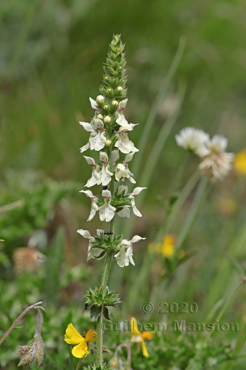 Stachys recta