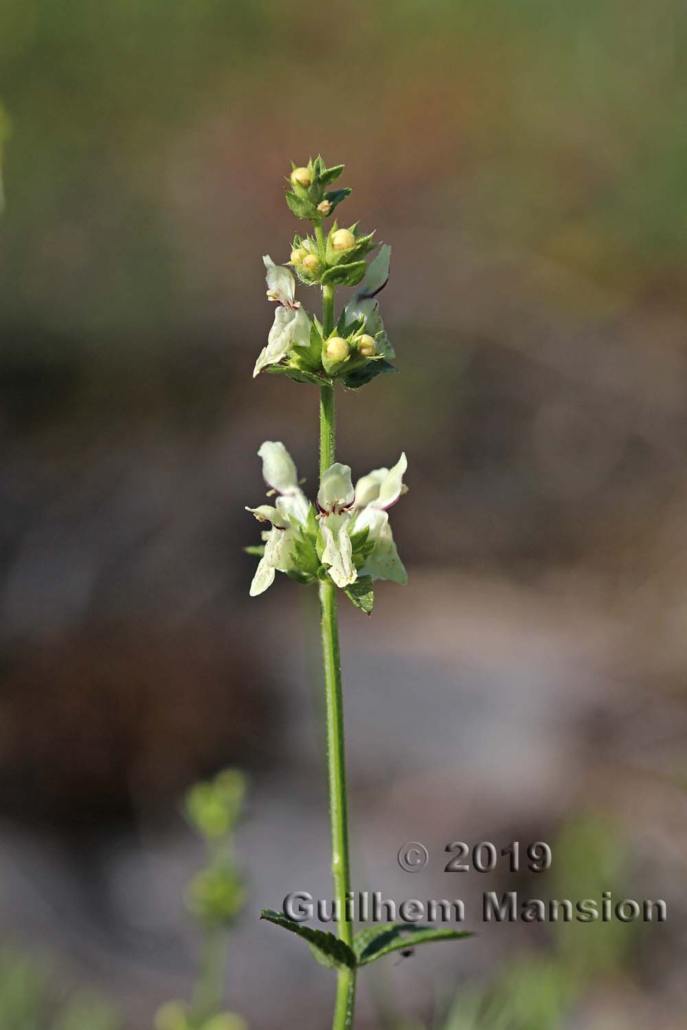 Stachys recta