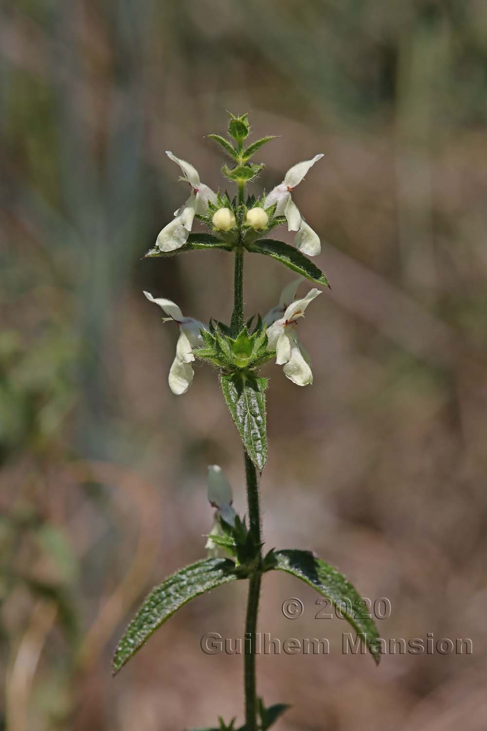 Stachys recta