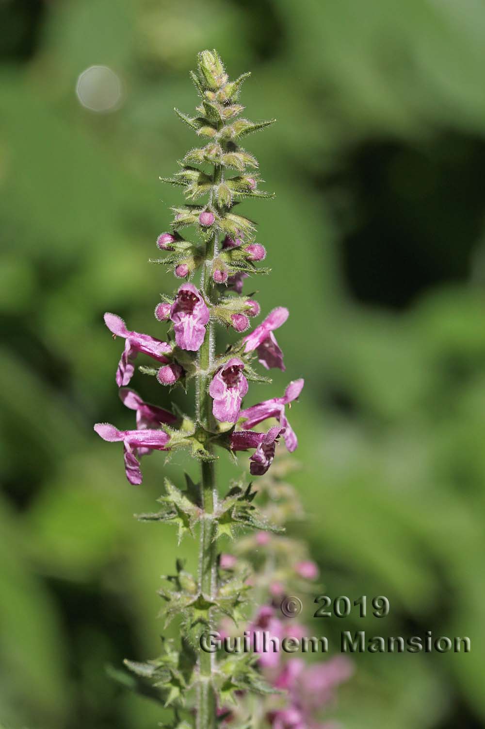 Stachys sylvatica