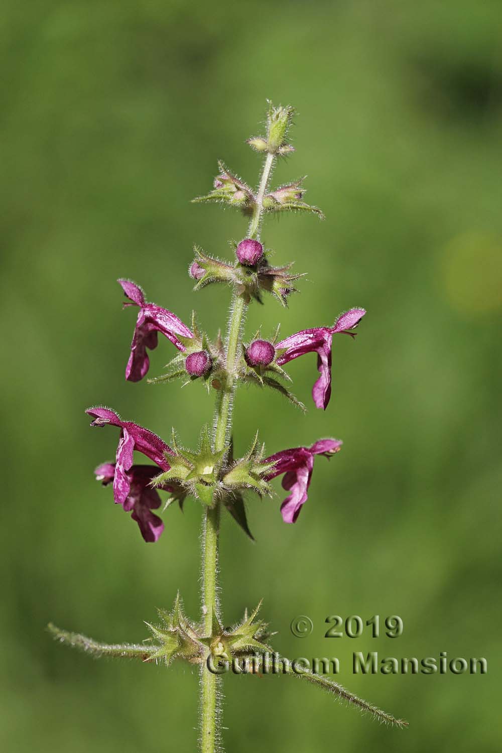 Stachys sylvatica