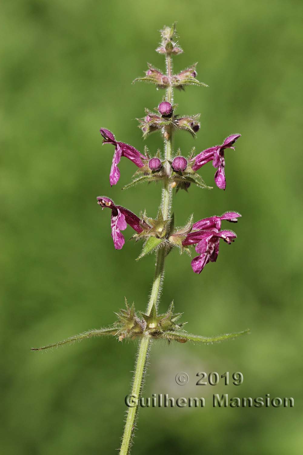 Stachys sylvatica