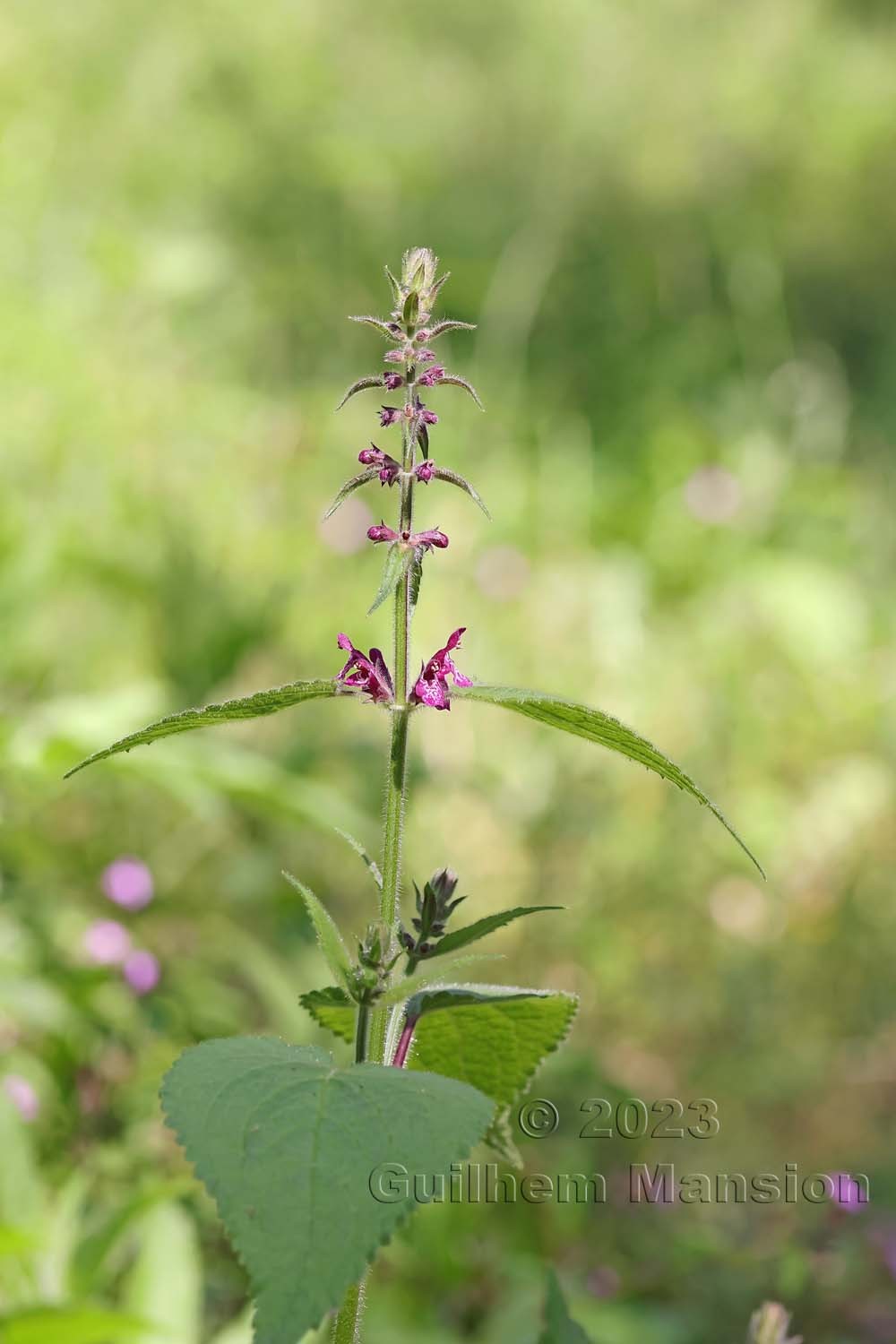 Stachys sylvatica