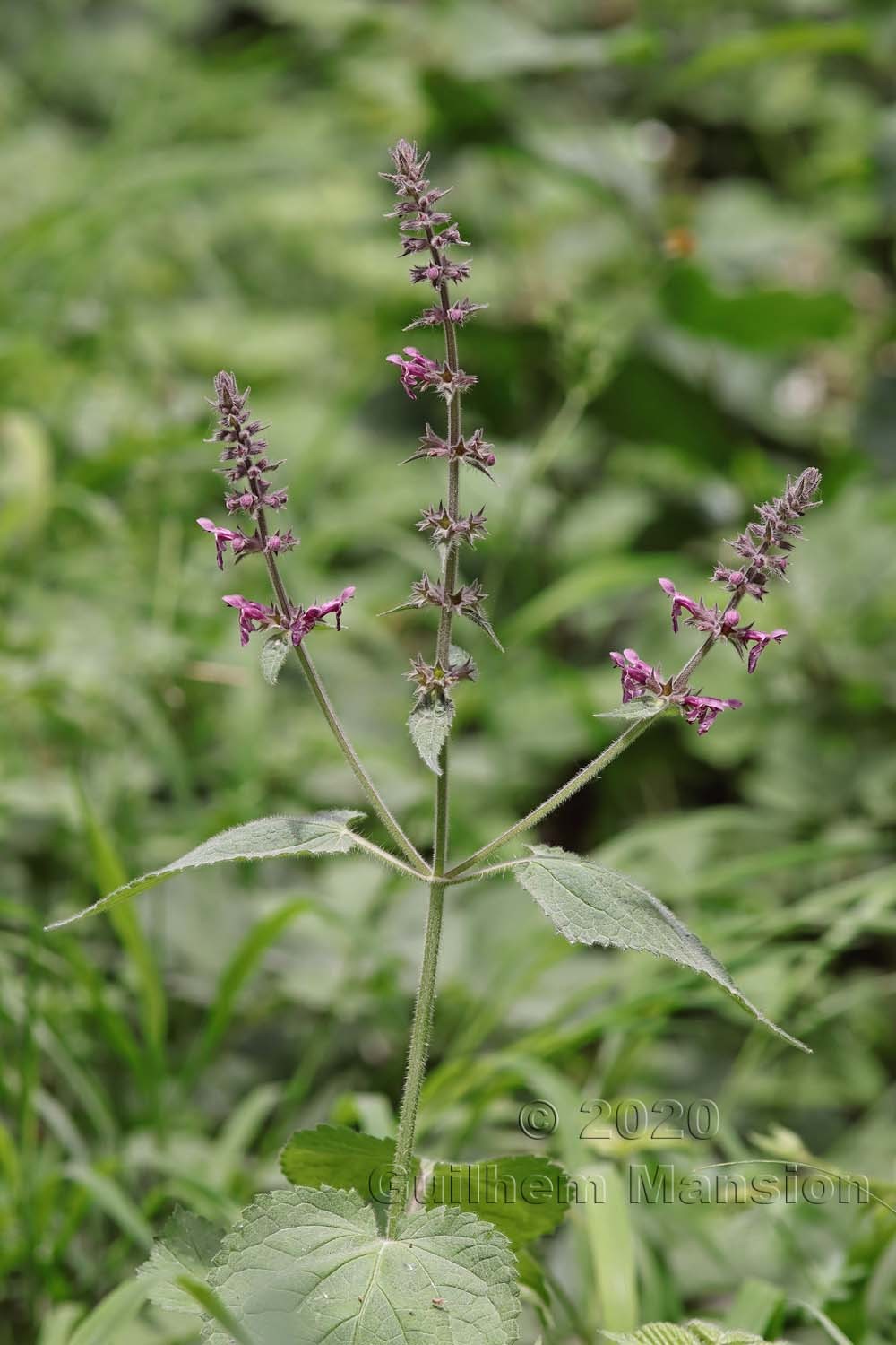 Stachys sylvatica