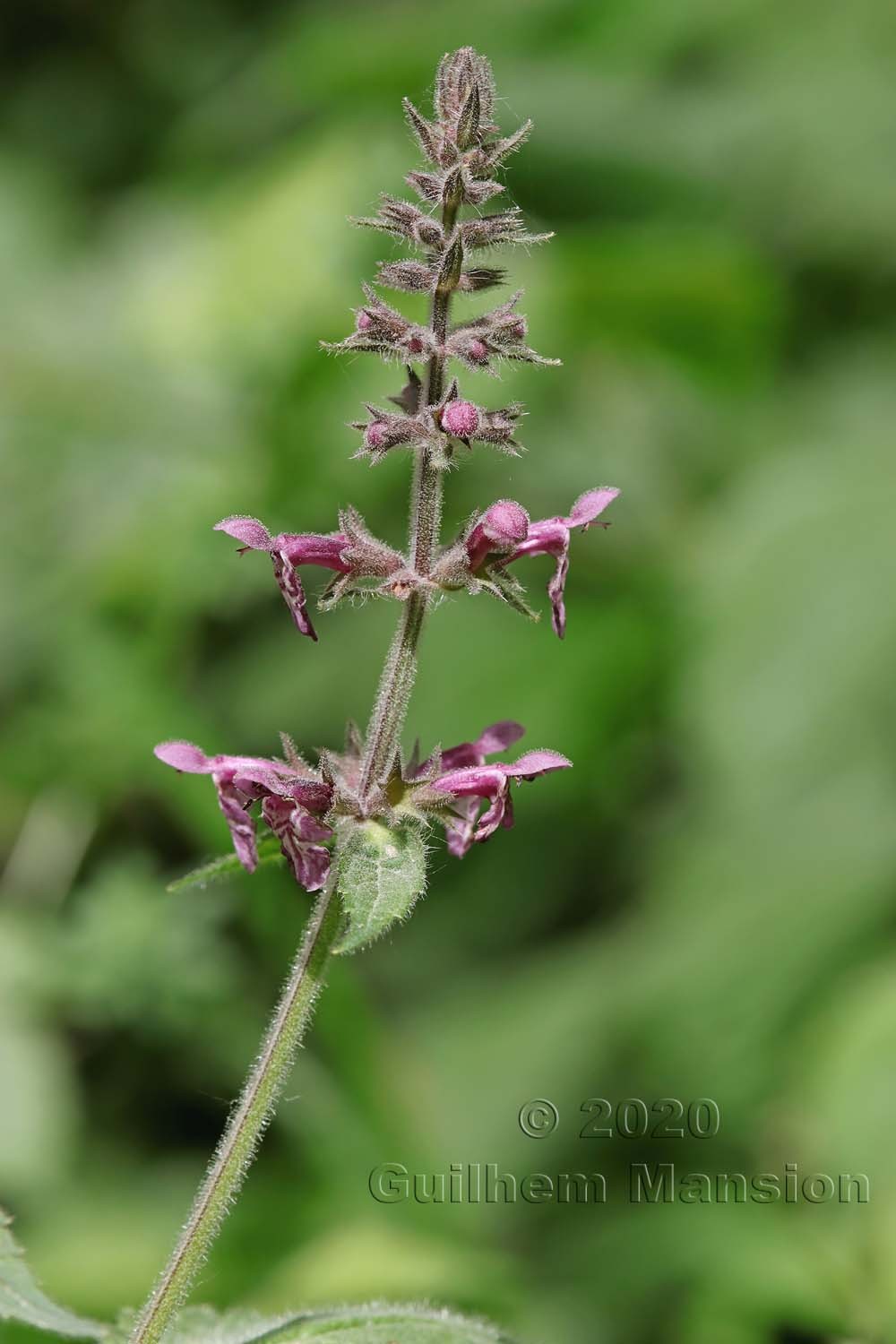 Stachys sylvatica