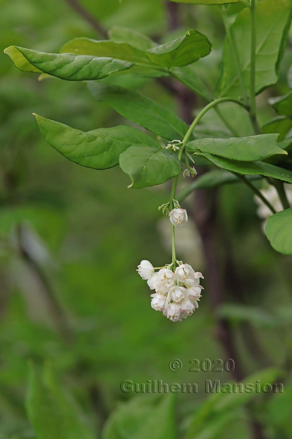 Staphylea pinnata