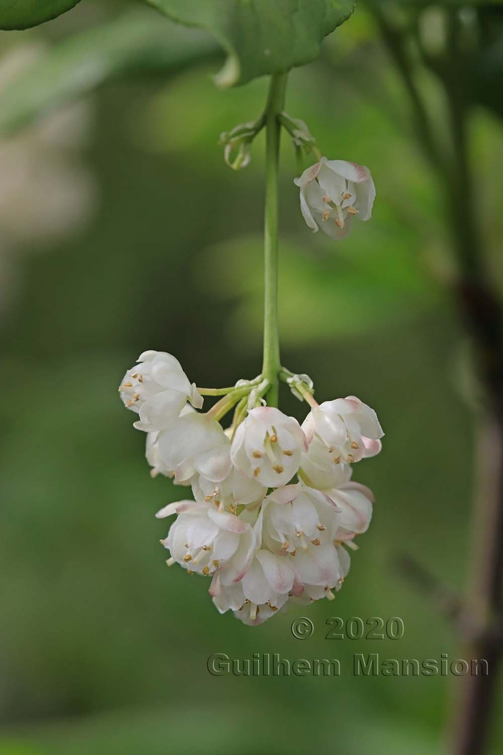 Staphylea pinnata