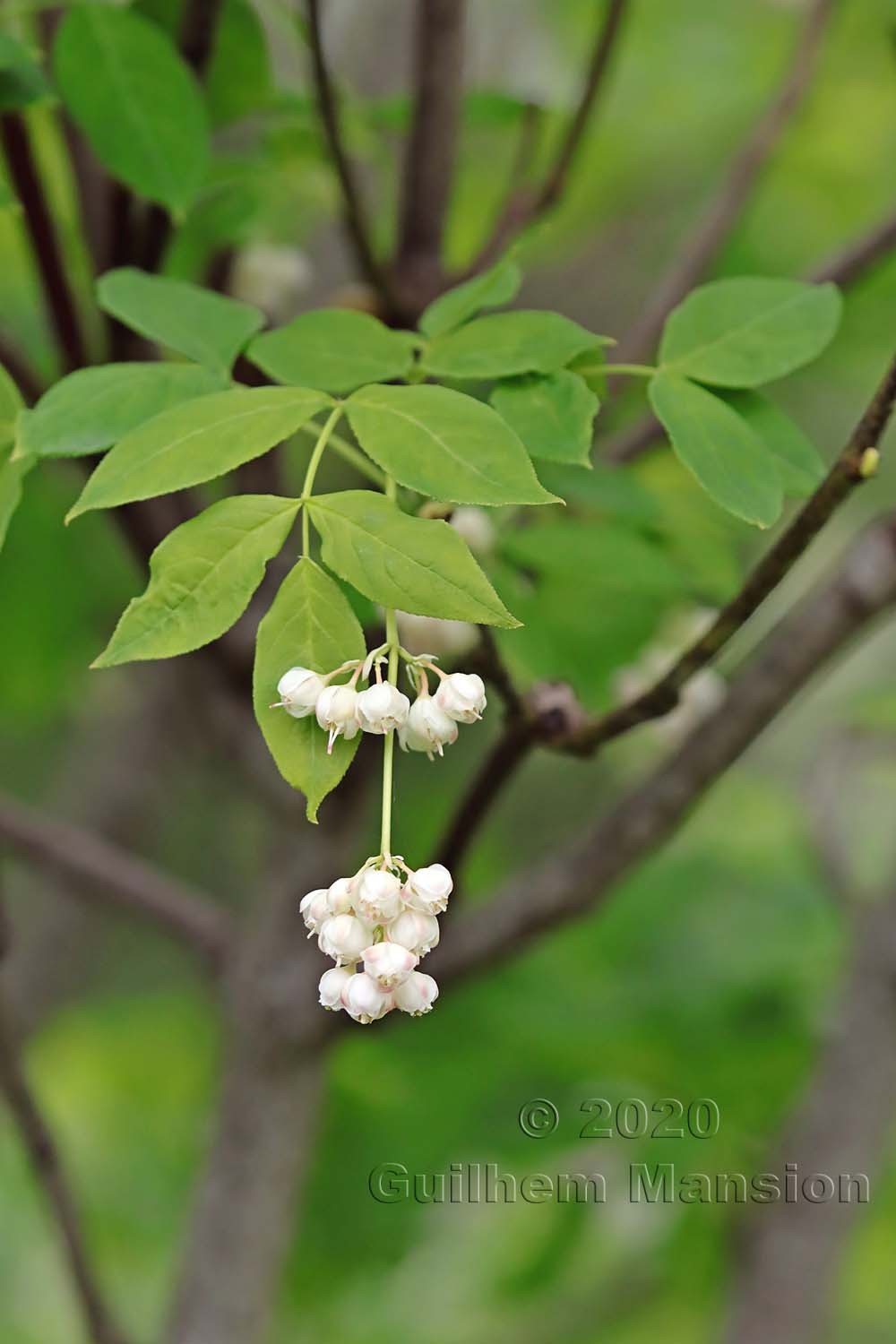 Staphylea pinnata