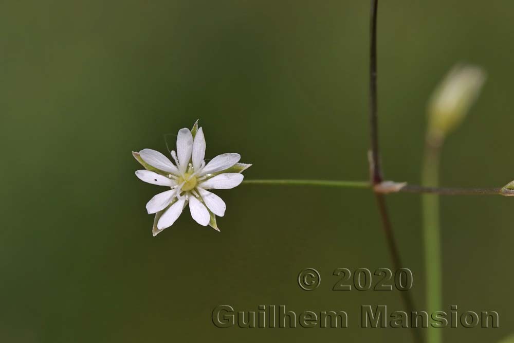 Stellaria graminea