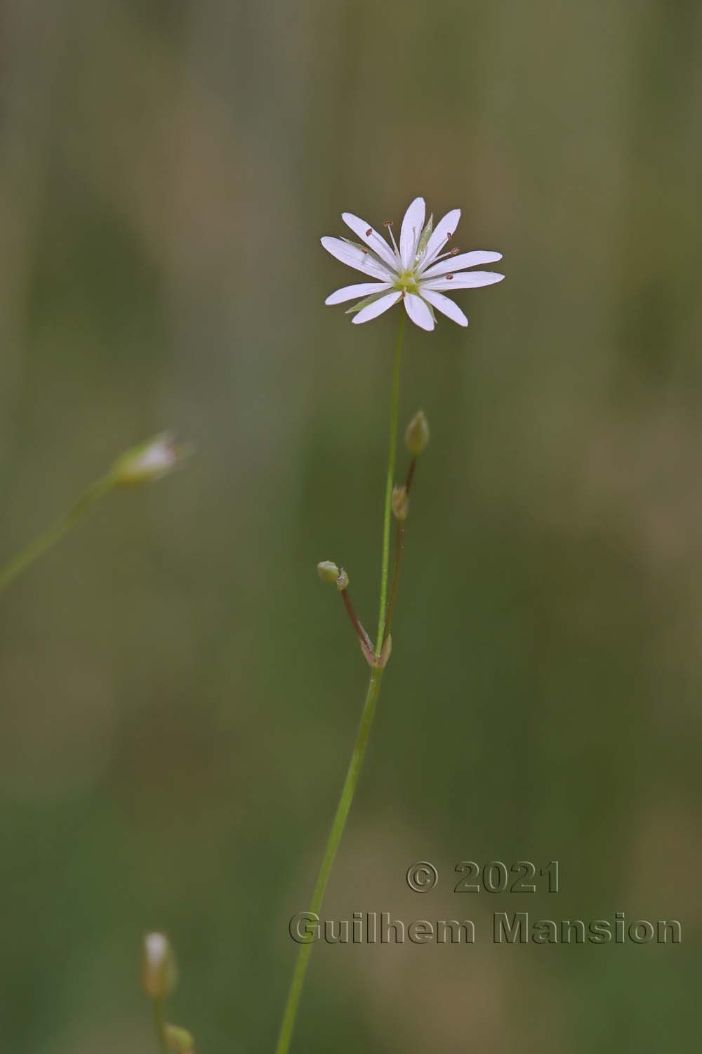 Stellaria graminea