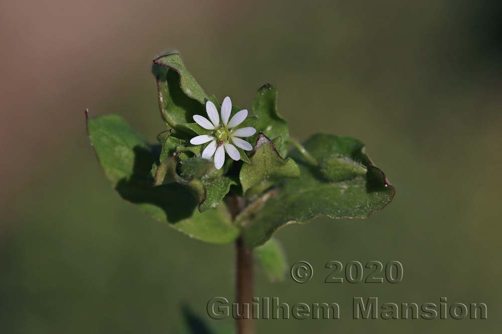 Stellaria media