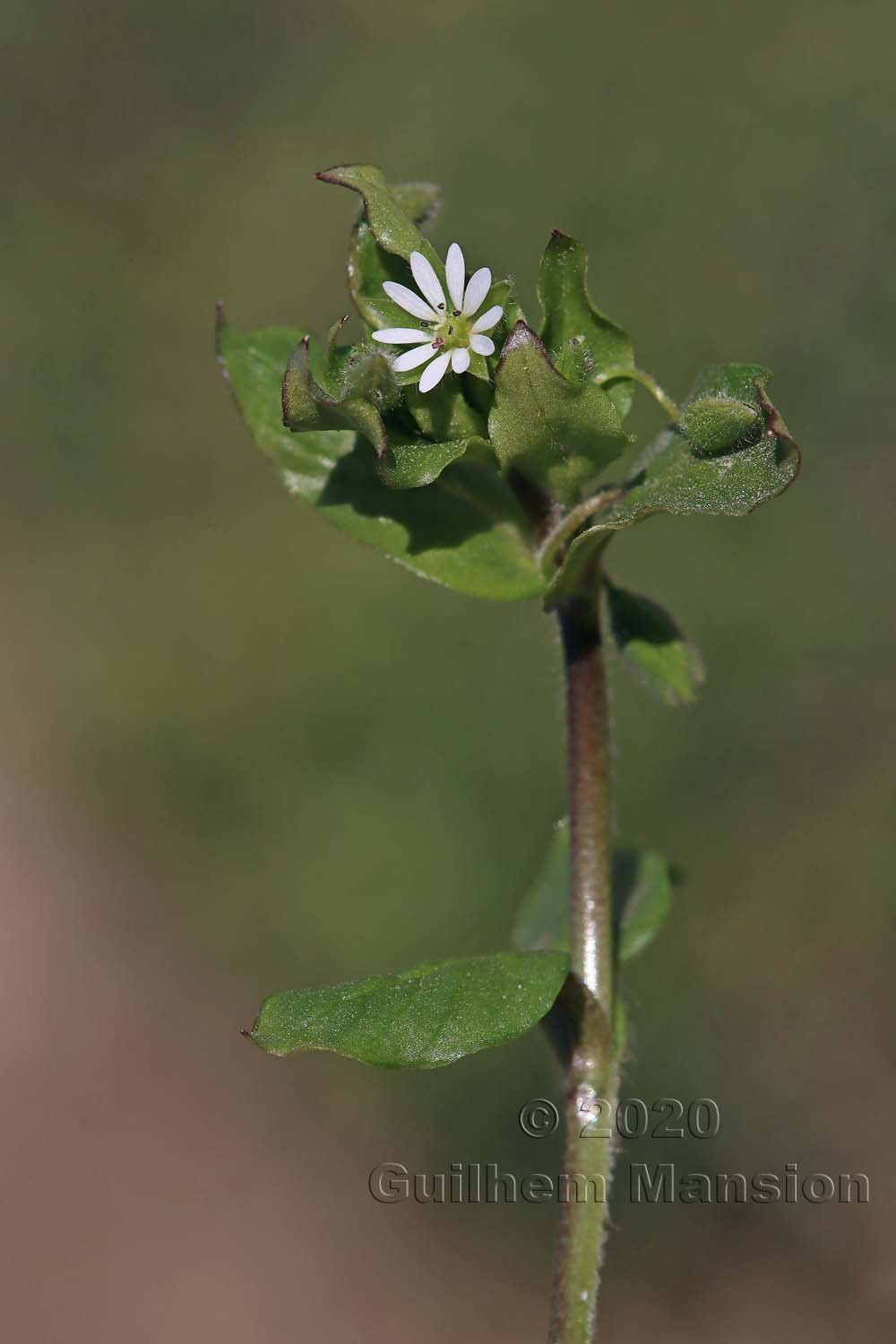 Stellaria media