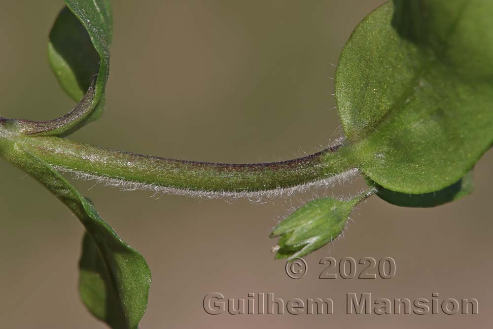 Stellaria media