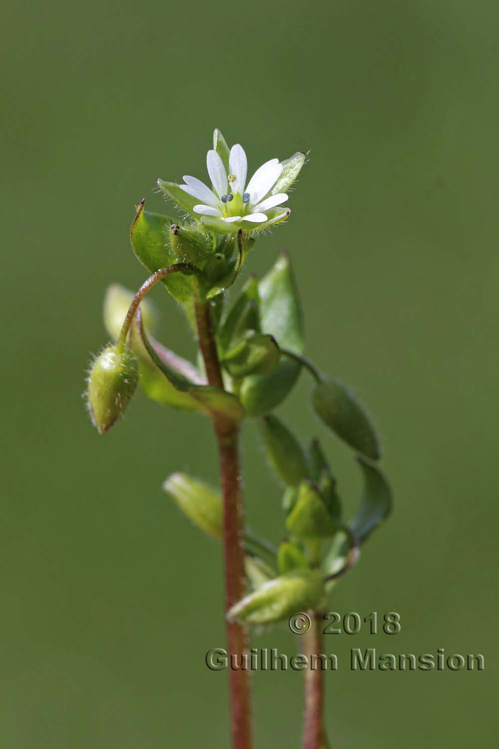 Stellaria media