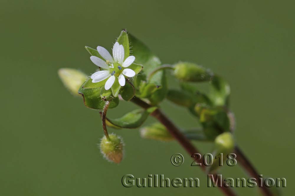 Stellaria media