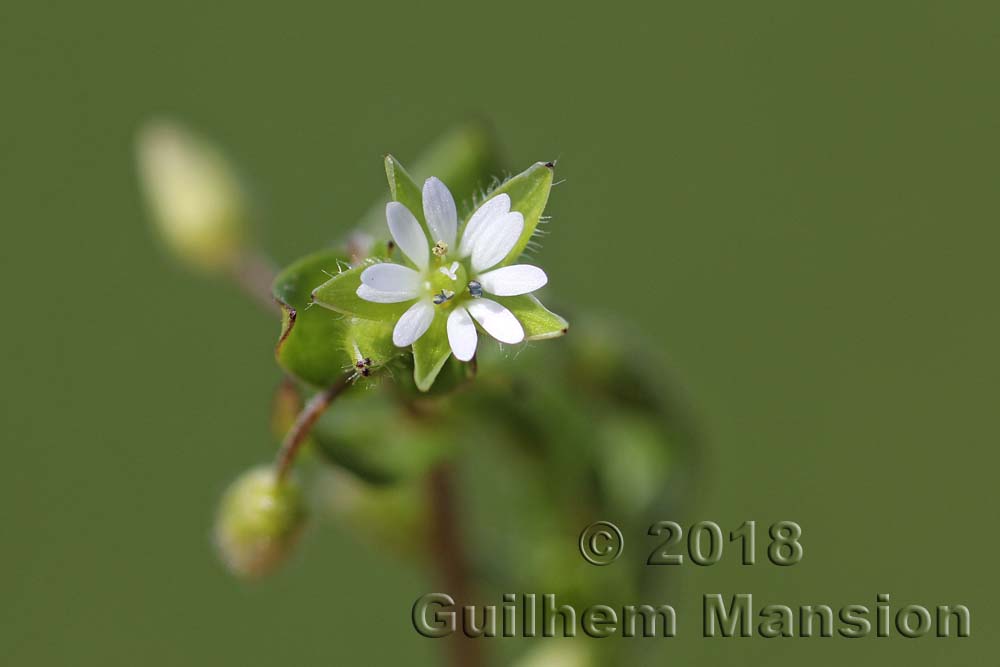 Stellaria media