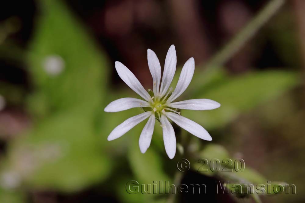 Stellaria nemorum