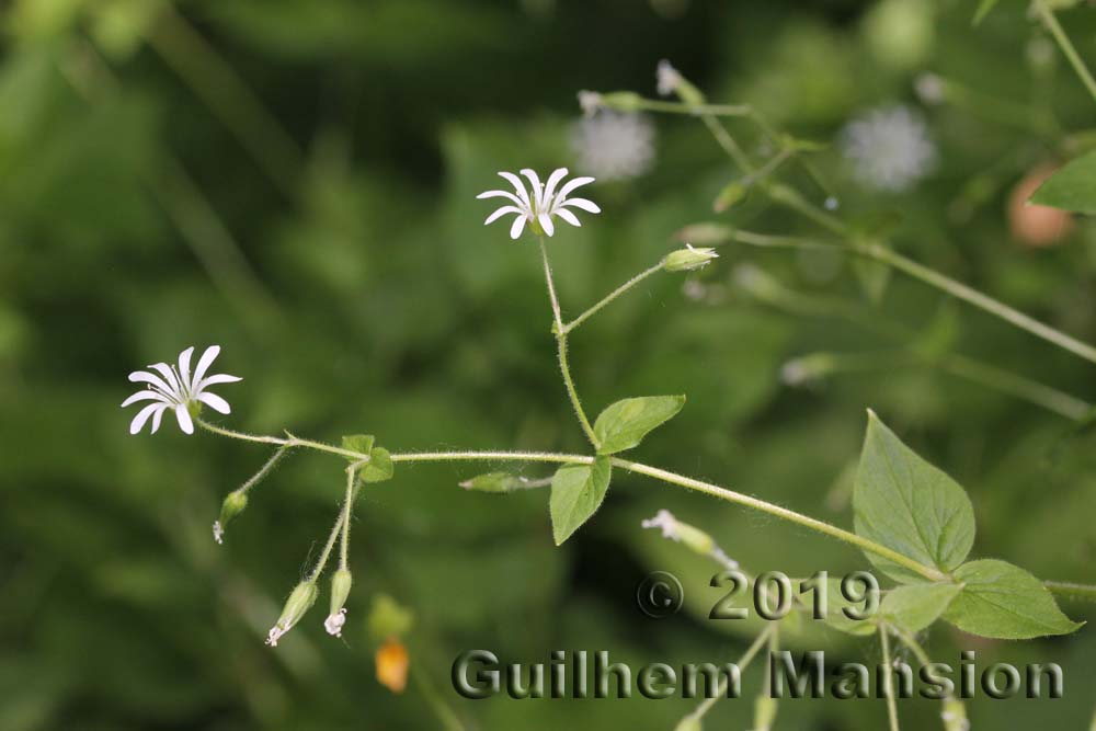 Stellaria nemorum