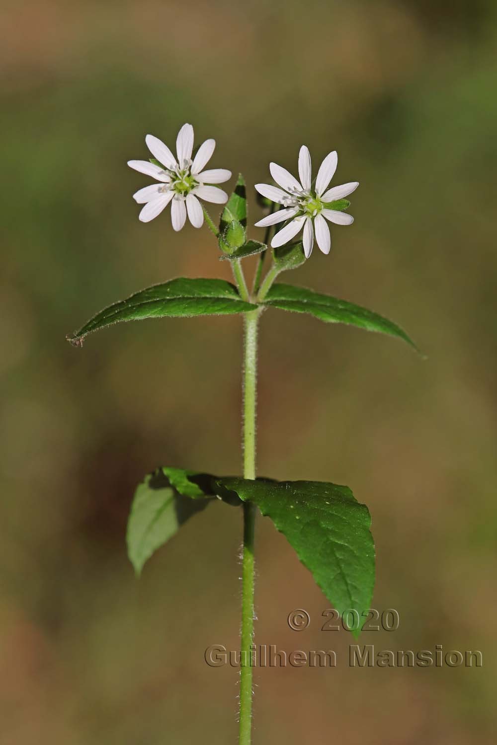 Myosoton aquaticum