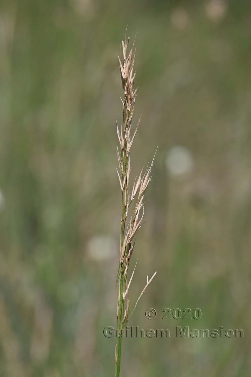 Stipa capillata