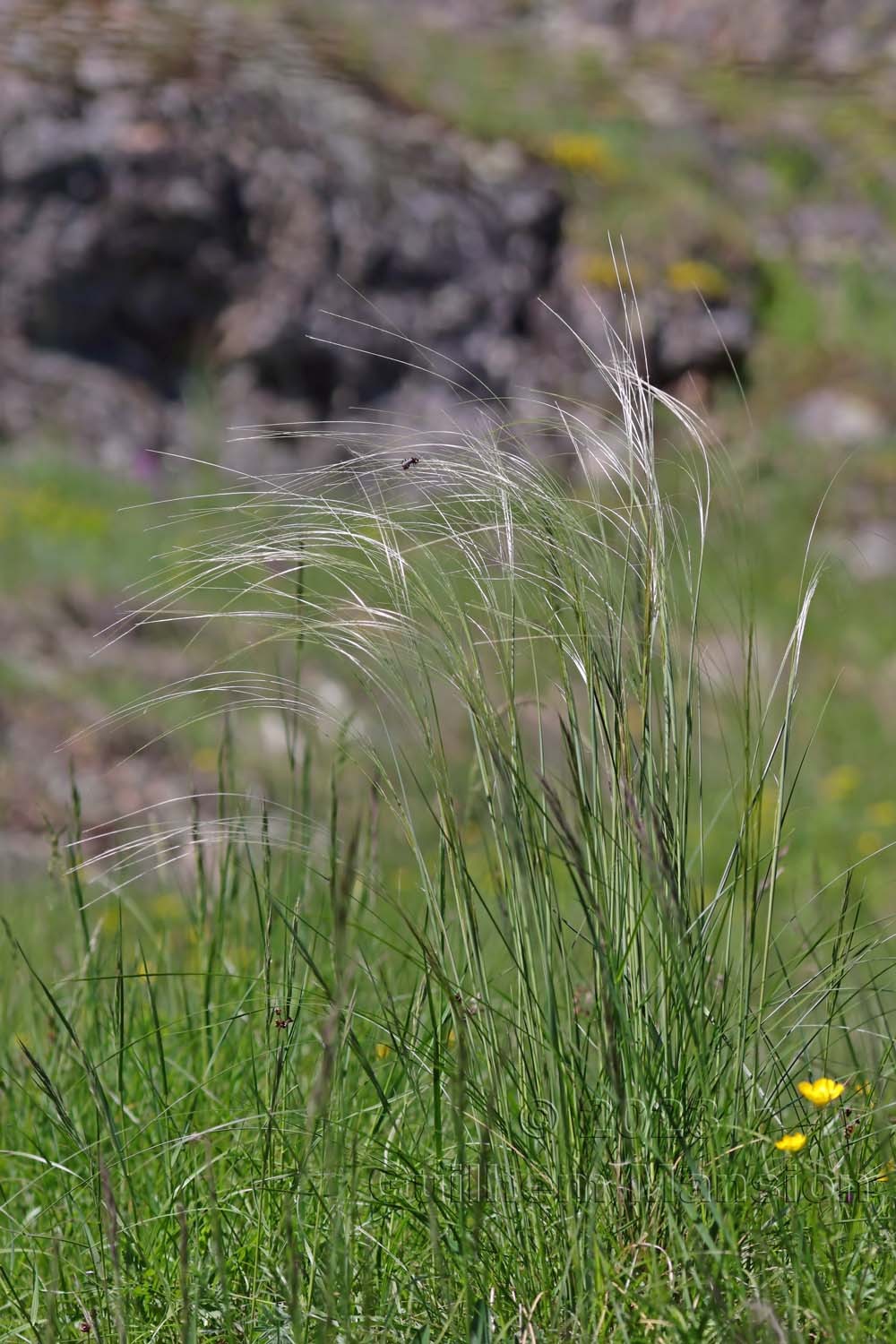 Stipa pennata