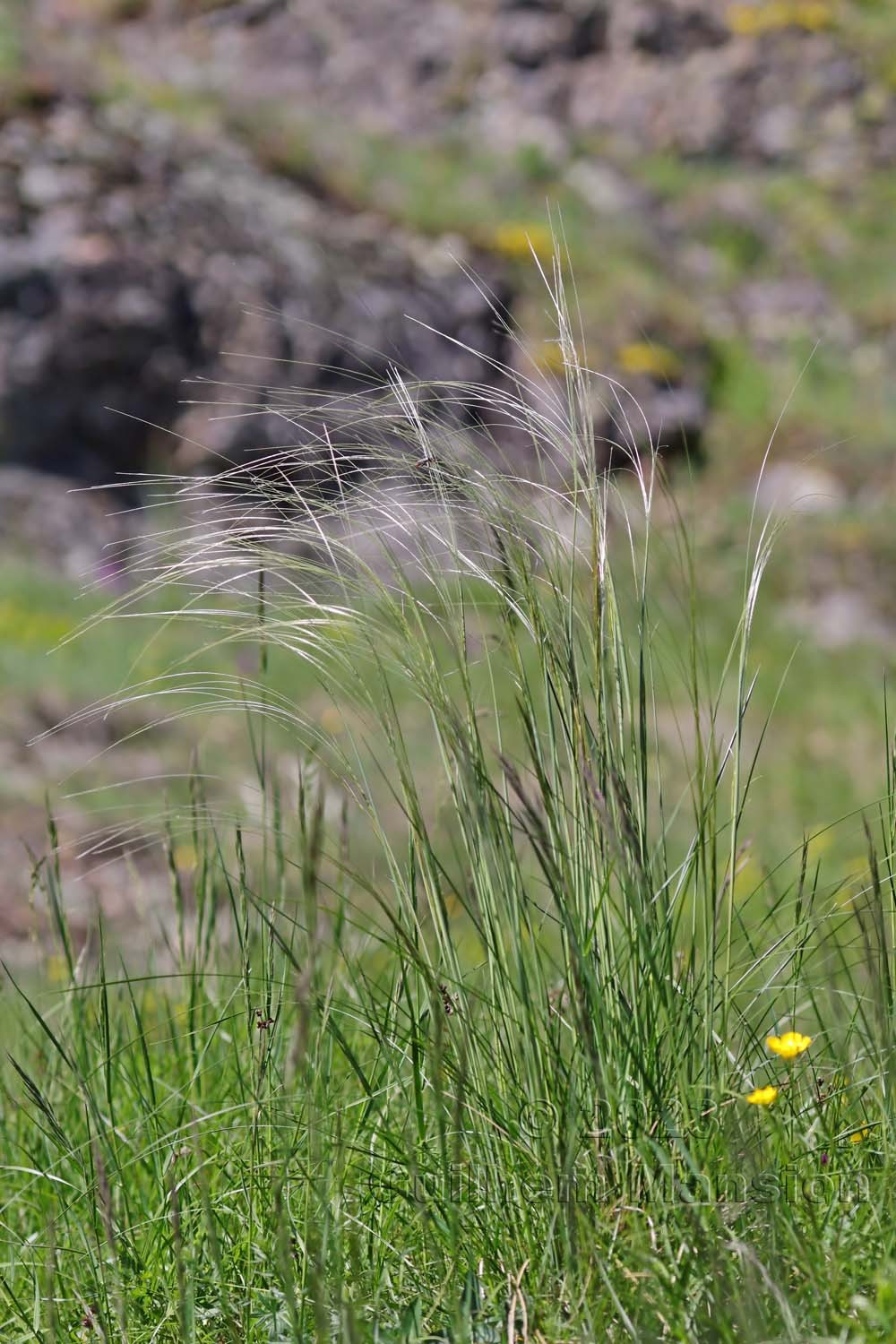 Stipa pennata