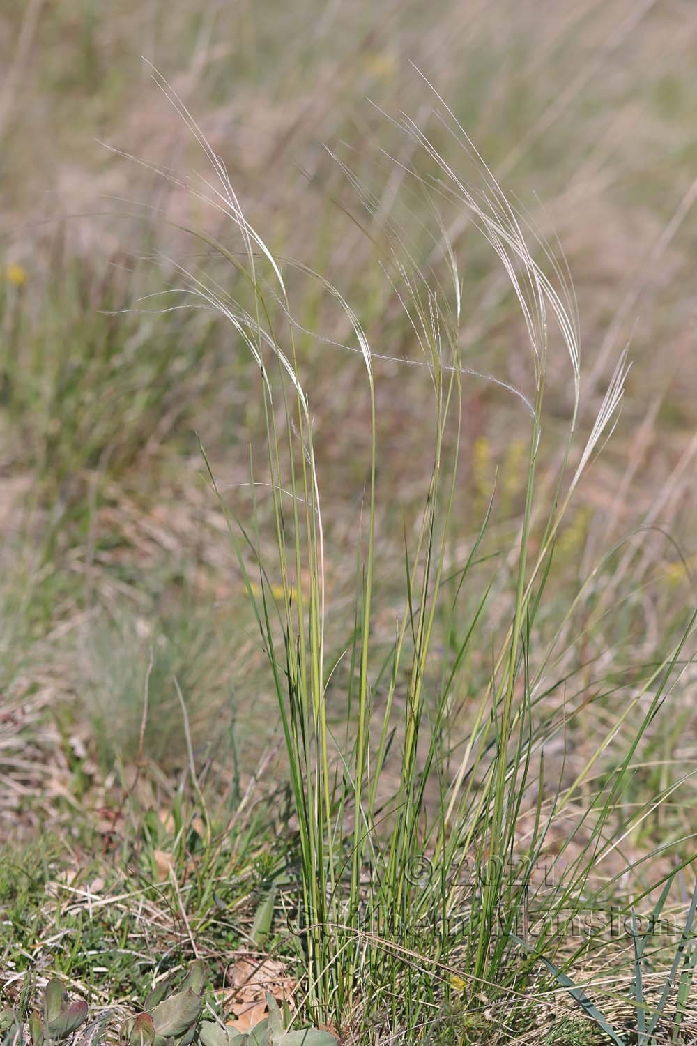 Stipa pennata