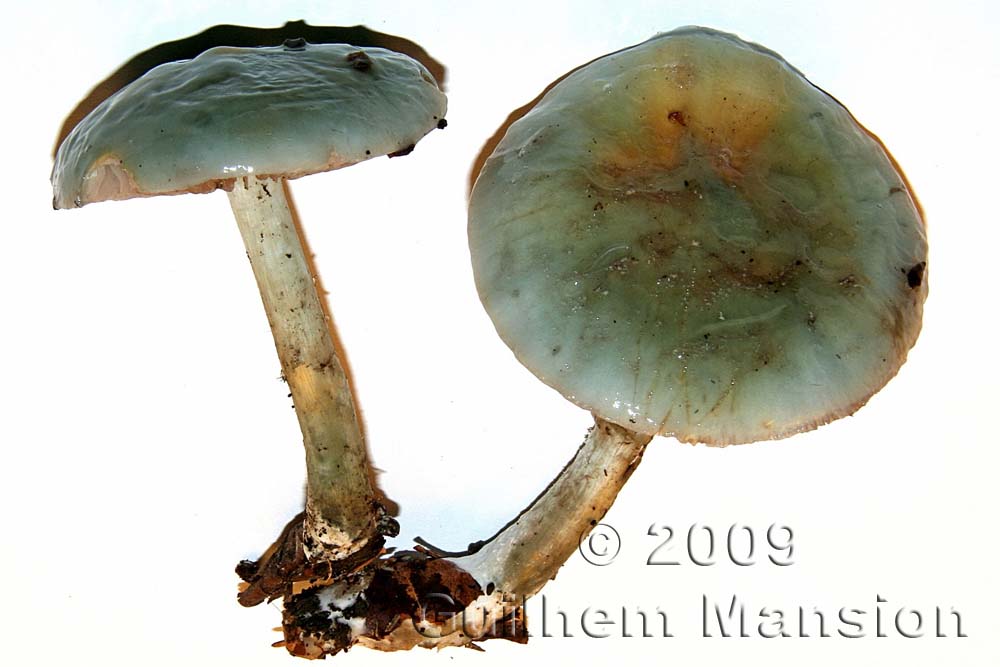 Stropharia aeruginosa 