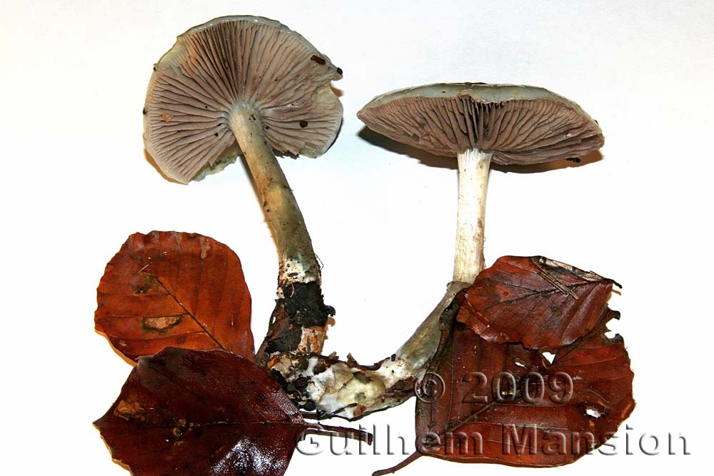 Stropharia aeruginosa 