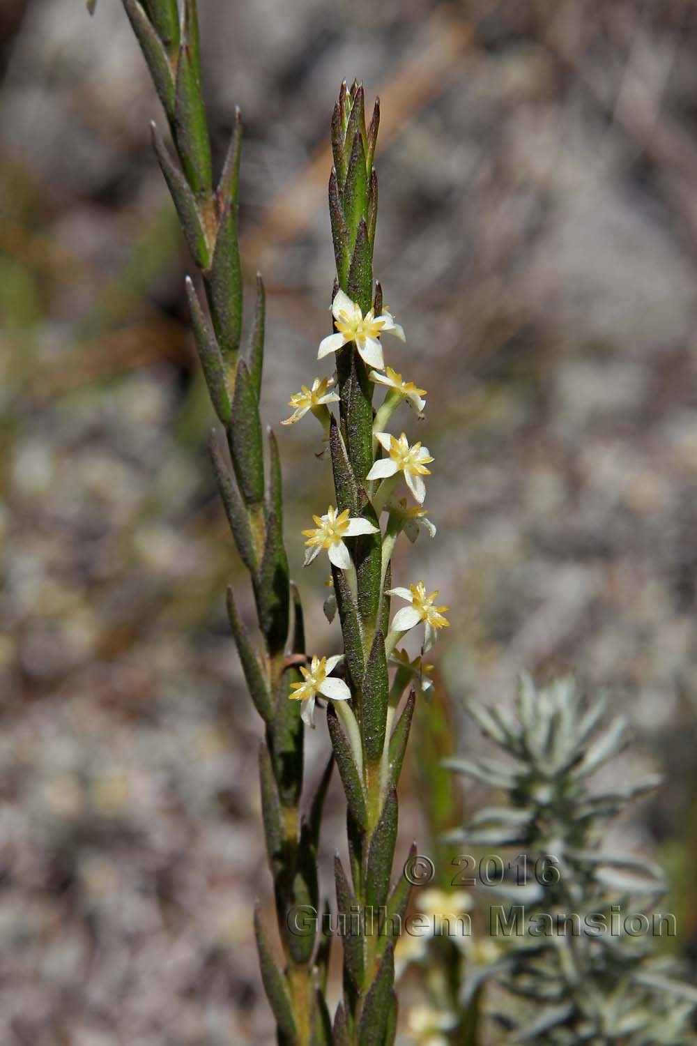 Struthiola ciliata