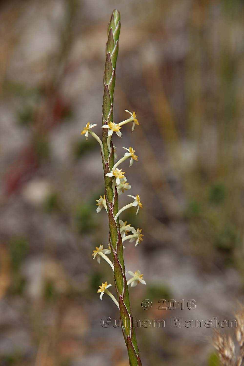 Struthiola ciliata