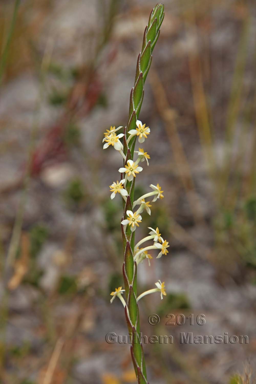 Struthiola ciliata